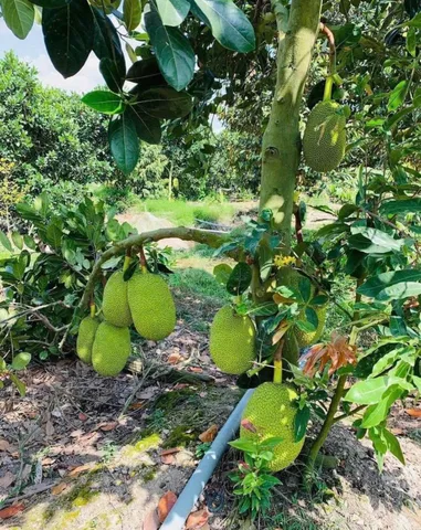 🌿 VƯỜN CÂY XANH MÁT – ĐƯỜNG BÊ TÔNG Ô TÔ TỚI TẬN ĐẤT – SỔ RIÊNG