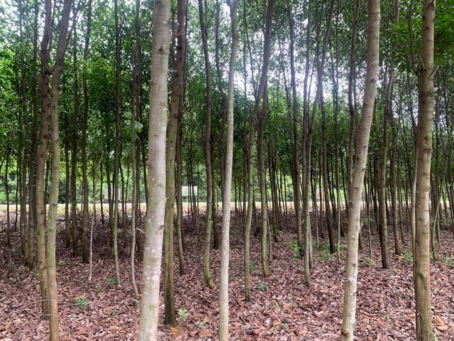 Bán Đất 482390m2 giá 30.3 tỷ tại Xã Tân An Huyện Vĩnh Cửu Đồng Nai