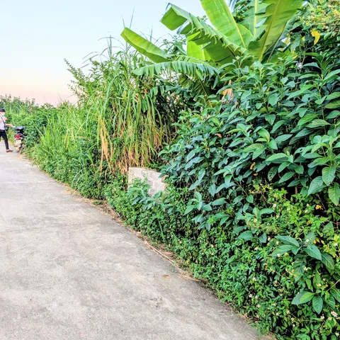 Bán 88m đất cây lâu năm tại Đông Xuân, Yên Xuân, Hà Nội