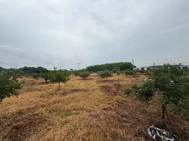 🔥 BÁN QUỸ ĐẤT LỚN 5.000M² – BÙI CÔNG TRỪNG, HÓC MÔN 🔥