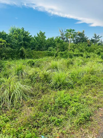 Bán Đất 241m2 có sẵn 60 m2 thổ cư giá 280 triệu tại Xã Cuôr KNia Huyện Buôn Đôn Đắk Lắk
