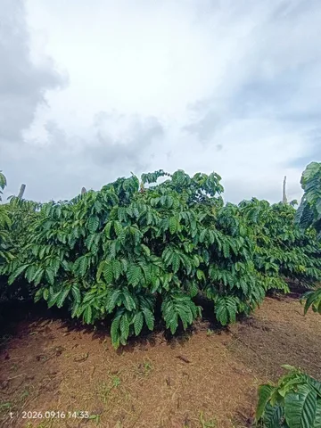 Bán Đất 18116.8m2 giá 3.9 tỷ tại Xã Ea Khal Huyện Ea H'leo Đắk Lắk