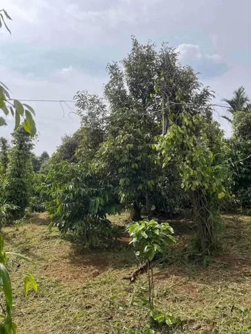 Bán Đất 3000m2 giá 1.5 tỷ tại Xã Ea Blang Thị xã Thị Xã Buôn Hồ Đắk Lắk