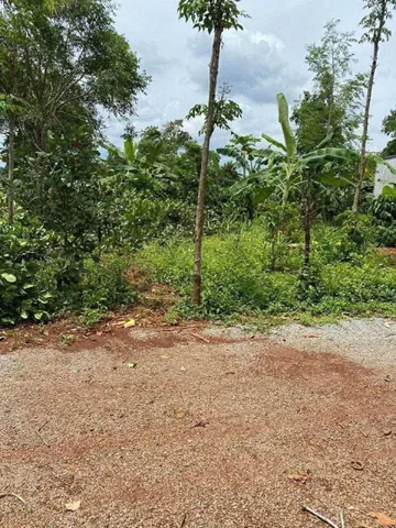 Bán Đất 222.1m2 có sẵn 60 m2 thổ cư giá 320 triệu tại Xã Cư M'gar Huyện Cư M'gar Đắk Lắk