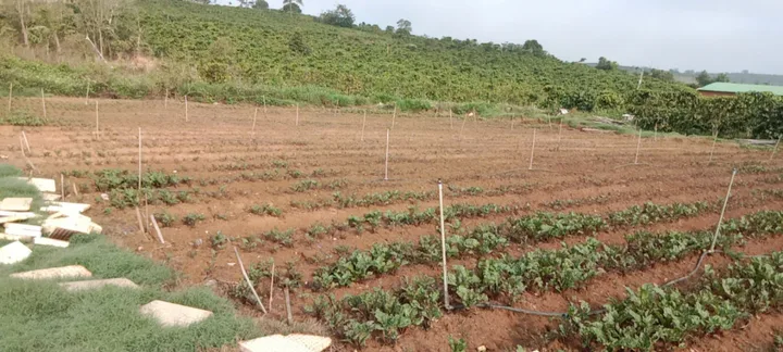 Bán Đất 2777m2 giá 1.8 tỷ tại Xã Tà Hine Huyện Đức Trọng Lâm Đồng