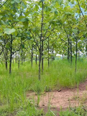 Bán Đất 37111m2 giá 2.09 tỷ tại Xã Ea Wer Huyện Buôn Đôn Đắk Lắk