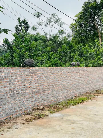 Bán Đất 1600m2 có sẵn 150 m2 thổ cư giá 3.33 tỷ tại Xã Minh Quang Huyện Ba Vì Hà Nội