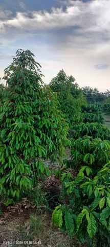 Bán Đất 22000m2 giá 8.03 tỷ tại Xã Dray Sáp Huyện Krông A Na Đắk Lắk