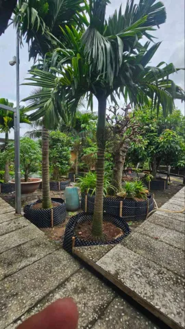 Bán Đất 1000m2 có sẵn 950 m2 thổ cư giá 14.2 tỷ tại Đường Phạm Văn Sáng Xã Vĩnh Lộc A Huyện Bình Chánh TP. Hồ Chí Minh