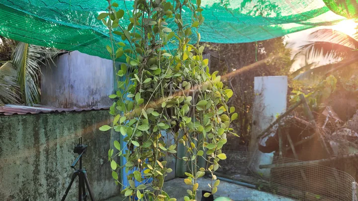 Chính chủ bán đất, đường N3 Khu đô thị Mỹ Hưng, P. Mỹ Phong, Đồng Tháp mới (TP. Mỹ Tho, Tiền Giang)