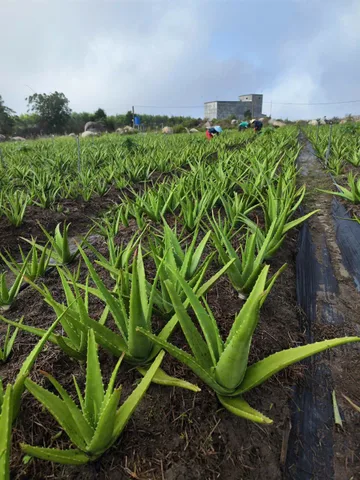 Bán đất Tây Ninh Hòa 4,2ha làm farm view hồ Suối Sim, có 1.500m² thổ cư, giá 12,5 tỷ