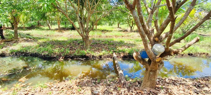Đất vườn Diên Tân cách đường Hương Lộ 62 chỉ 300m. Dt 4700m2. Giá 2.5 tỷ