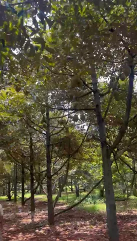 Bán Đất 10000m2 giá 6 tỷ tại Xã Xuân Tâm Huyện Xuân Lộc Đồng Nai