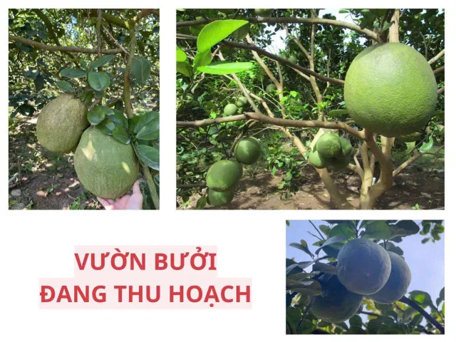 Bán Đất 250m2 có sẵn 100 m2 thổ cư giá 850 triệu tại Xã Trừ Văn Thố Huyện Bàu Bàng Bình Dương