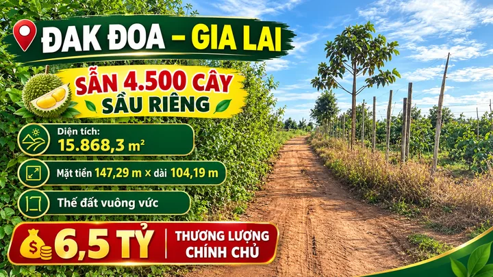 vườn sầu riêng tại xã K’Dang, huyện Đak Đoa, tỉnh Gia Lai