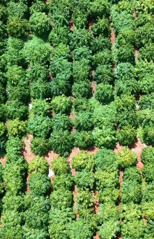 Bán Đất 48000m2 có sẵn 2400 m2 thổ cư giá 60 tỷ tại Nguyễn Văn Nghi Xã An Phú Thành phố Pleiku Gia Lai