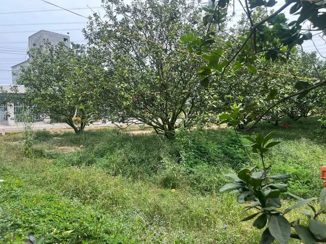 Bán Đất 250m2 có sẵn 100 m2 thổ cư giá 850 triệu tại Xã Trừ Văn Thố Huyện Bàu Bàng Bình Dương