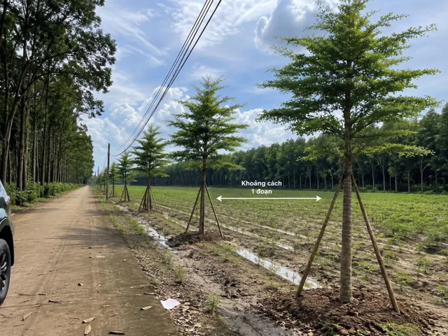 Bán Đất 250m2 có sẵn 50 m2 thổ cư giá 400 triệu tại Đường DT756 Thị trấn Tân Khai Huyện Hớn Quản Bình Phước