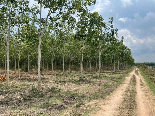 Bán Đất 455000m2 giá 61.42 tỷ tại Xã Tân Lập Huyện Tân Biên Tây Ninh