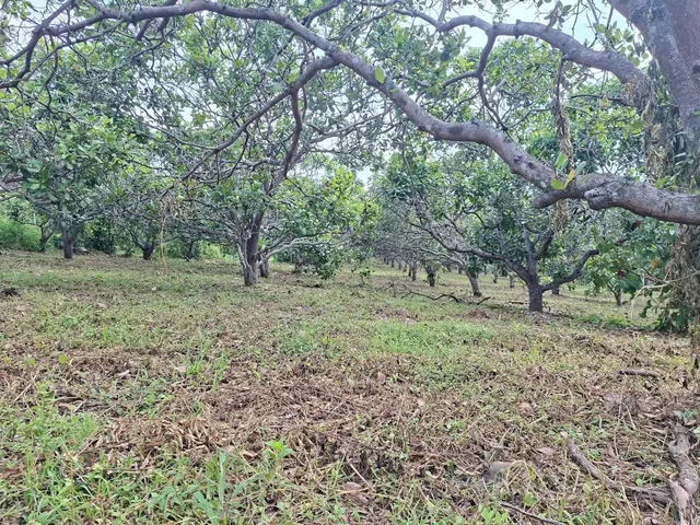 Bán   1,1HA ĐẤT TRỒNG Full ĐIỀU tại Xã Tân Hoà Huyện Buôn Đôn Đắk Lắk