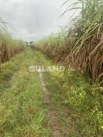 Lam Sơn Ninh Sim, chủ cắt bán 1000m2 ngang35