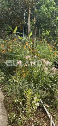 Bán đất 15306m² ngang 100m giá 8.1 đ tại Xã Diên Lâm Huyện Diên Khánh