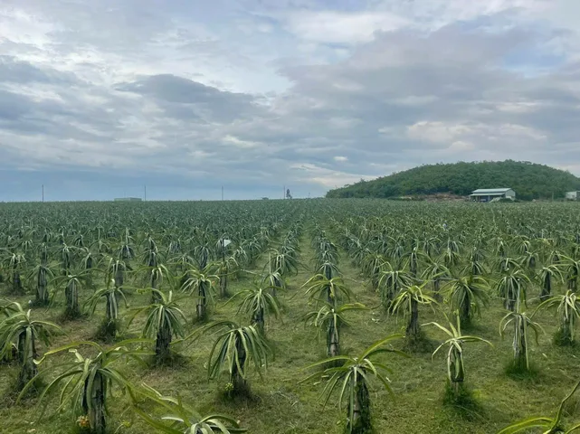Bán Vườn Thanh Long diện tích 430000m² - 105 tỷ tại Xã Hồng Liêm Huyện Hàm Thuận Bắc