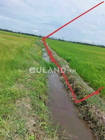 (S277) (Đã bán ) Đất lúa , mặt Mương, xã Tân Thạnh Đông, dt 2333, chỉ 700k/m2