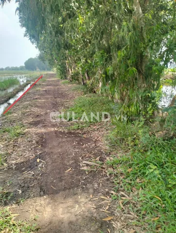 (S386)( Đã bán ) Đất lúa, mặt tiền Mương, xã Tân Thạnh Đông, dt 2093m2, chỉ 1 tỷ 780