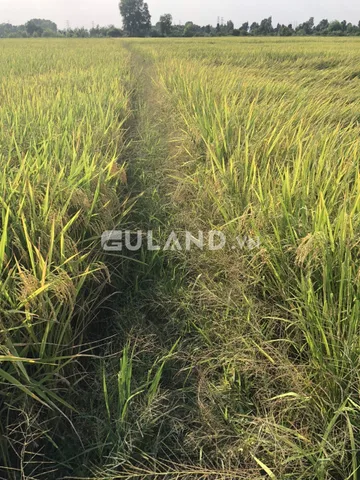 (S393) Đất Lúa xã Tân Thạnh Đông, dt 1000m2, chỉ 720tr