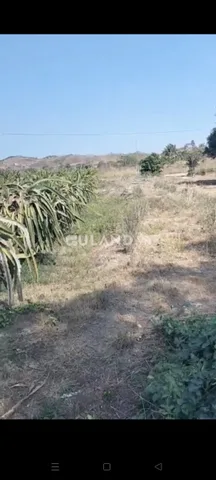 Bán 2,34ha đất nông nghiệp có mặt tiền đường bê tông và thành long đang thu hoạch