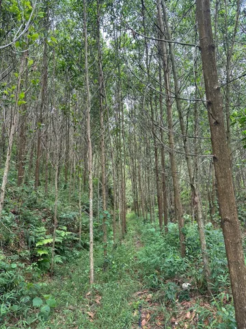 10 HECTA RỪNG KEO XÃ SƠN DƯƠNG